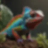 A striking panther chameleon displaying vibrant colors in its natural habitat