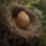 A realistic replica of a finch egg nestled in a nest