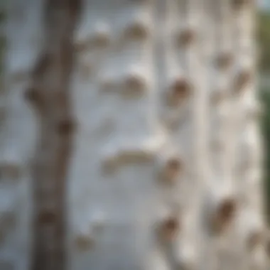 Close-up of the White Tree's unique bark texture