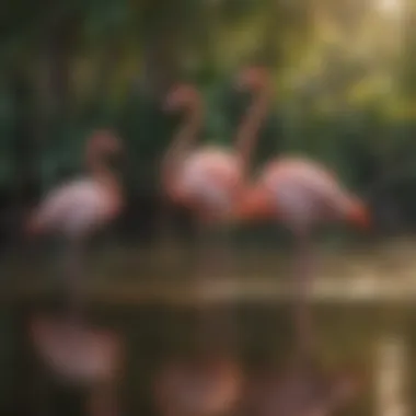 A group of flamingos standing elegantly in shallow waters, emphasizing their social behavior.