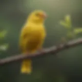 A vibrant yellow canary perched on a branch, showcasing its bright feathers.