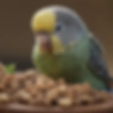 Nourishing a Budgie with Healthy Treats A close-up of a budgie enjoying a nutritious seed mix
