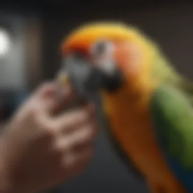 Close-up of a parrot being gently handled by an avian specialist