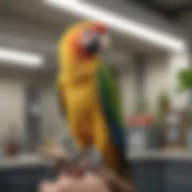 A vibrant parrot perched on a branch in a veterinary clinic