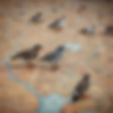 A map with markers indicating local veterinarians, representing the search for avian specialists.