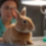 Rabbit being examined by a veterinarian