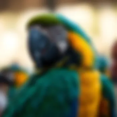 A checklist of questions for evaluating a macaw breeder