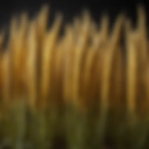 A diverse selection of millet varieties in a pet supply store