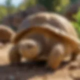 A sulcata tortoise basking in the sun, showcasing its unique shell patterns.