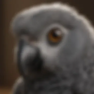 Close-up of an African Grey's intelligent eyes and feathers.