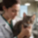 Veterinarian examining a cat with care