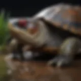 Close-up of a red-eared slider turtle displaying signs of illness