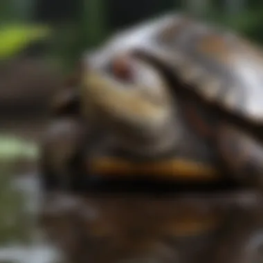 Healthy food options for red-eared slider turtles