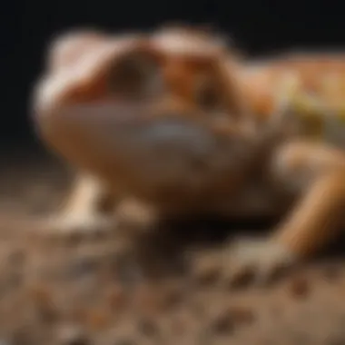 Reptile Health and Diet Impact A vibrant reptile, such as a bearded dragon, displaying healthy coloration after being fed the Mazuri diet