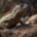 An iguana basking on a heat rock in its enclosure