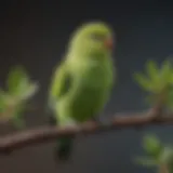 Close-up of a healthy parakeet perched on a branch