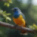 Colorful bird perched on a branch