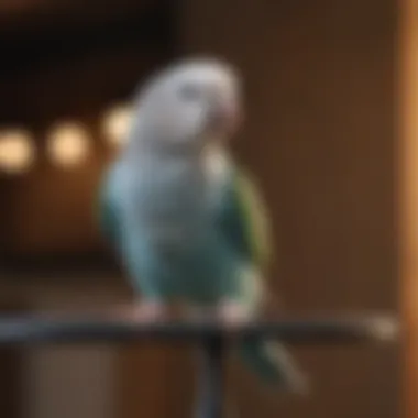 A parakeet demonstrating a trick on a training stand.