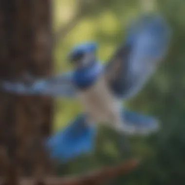 A male blue jay in flight, showcasing its vivid blue and white feathers.