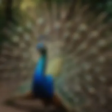 A male peacock displaying its magnificent tail feathers in full bloom.