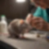 Veterinarian examining a pet rat