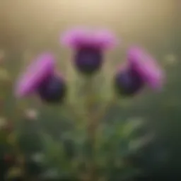 Milk thistle plant with vibrant purple flowers