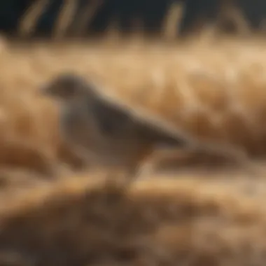 Visual representation of oats preparation for birds