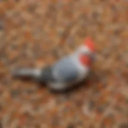 Colorful assortment of seeds and pellets for cockatiels