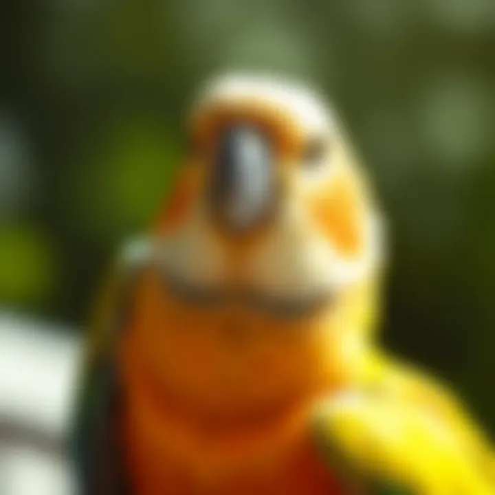 Optimal Nutrition for Avian Companions Introduction