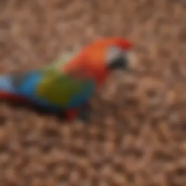 Close-up of various seeds and nuts suitable for macaw diets