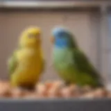 A well-maintained parakeet egg incubator showcasing temperature and humidity controls.