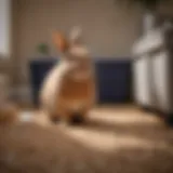 A rabbit sitting next to a litter box showing comfort in its space