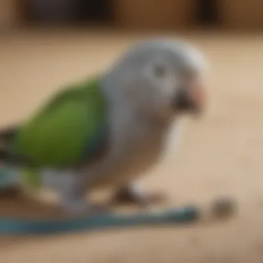 A Quaker parrot being trained to use a leash in a comfortable environment