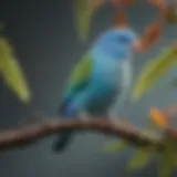 A vibrant Quaker Parrotlet perched on a branch, showcasing its colorful feathers.