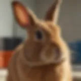 A healthy rabbit during a veterinary check-up