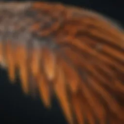 Anatomical diagram of a bird's wing