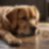 Veterinary financial assistance resources