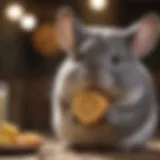 Chinchilla enjoying a safe treat