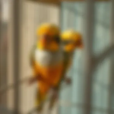 Notable Selecting the Premier Cage for Indian Ringnecks Notable Selecting the Premier Cage for Indian Ringnecks