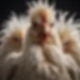 Silkie chicken showcasing its unique feather texture