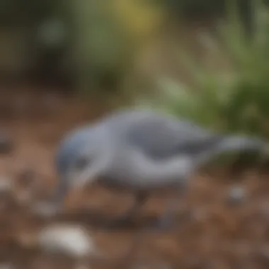 Foraging Behavior of Small Grayish Birds A close-up of a small grayish bird foraging on the ground