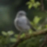 A small grayish bird perched on a branch amidst lush foliage