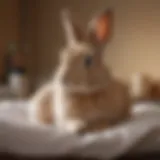 A serene female rabbit resting comfortably post-surgery