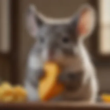 A chinchilla enjoying a healthy treat in its habitat.