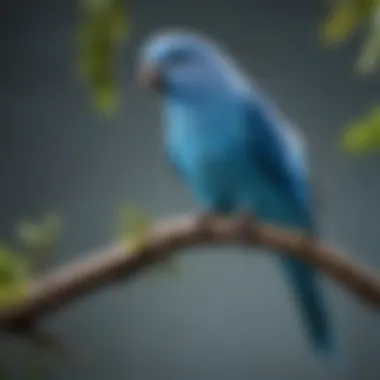 A vibrant blue parakeet perched on a branch, showcasing its colorful feathers.