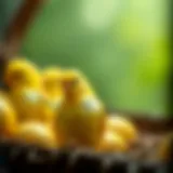 The Comprehensive Guide to Canary Egg Incubators Introduction
