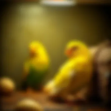 Notable The Comprehensive Guide to Canary Egg Incubators Notable The Comprehensive Guide to Canary Egg Incubators