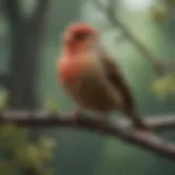 A vibrant collection of various finch species perched on branches.