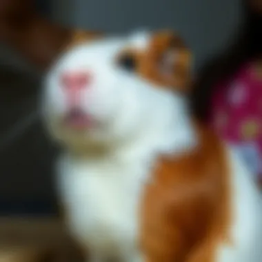 Notable The Guinea Pig Revolution: Understanding the Changing Role of These Animals in Society