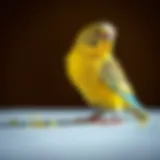 The Importance of Vitamin A for Budgies Introduction
